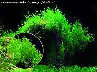 Flame moss - Live Aquarium Plant Aquatic ...