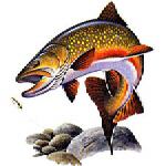 flyfish2002