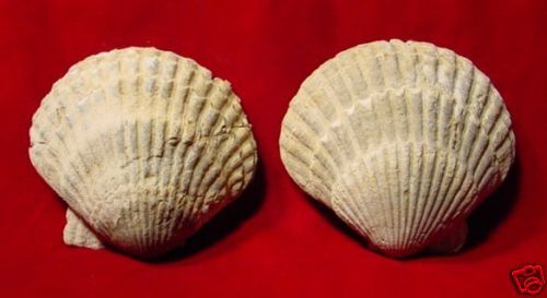 Fossil Bivalve Lyropecten Species Pliocene California S587