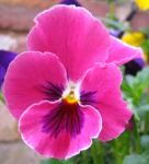 pansy_p25