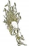 pistacialentiscus