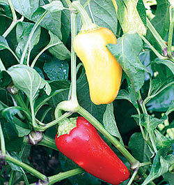 Small Red Chili Pepper Seeds( Hot)  30  