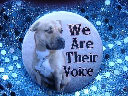 WE ARE THEIR VOICE animal rescue pit bull dog button  