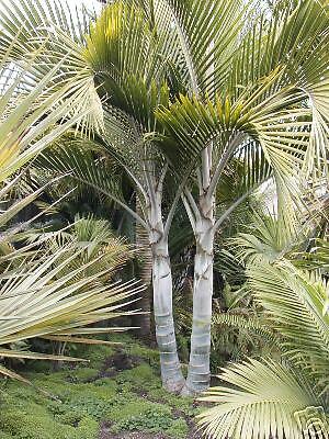 Umbrella Palm TURQUOISE Leaves Mountain Tree 1 Gallon  