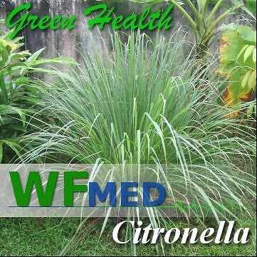 16 OZ Citronella Essential Oil Wholesale 100% PUREUncut  