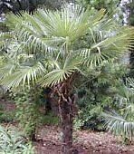 Trachycarpus fortunei Windmill Palm Seeds  