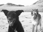 boy_and_wolf