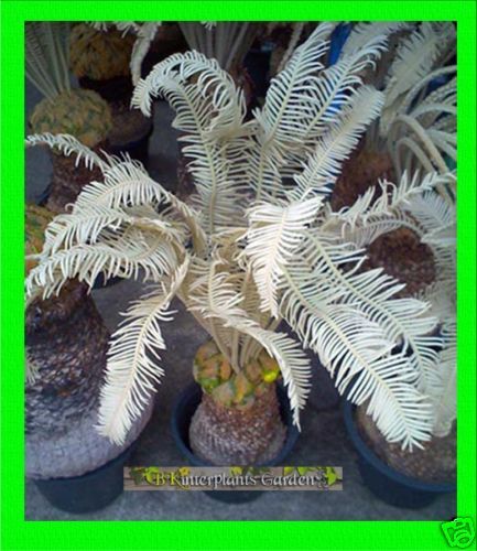 50 Fresh Seed Cycas siamensis Silver Leave Dont Miss  