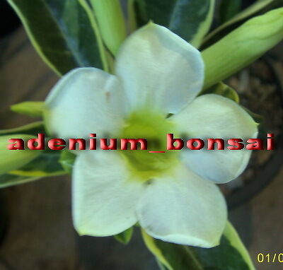 ADENIUM OBESUM DESERT ROSEPOPCORN 50 SEEDS FRESH RARE  