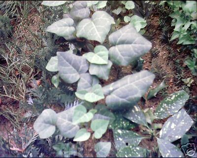 Hedera colchica Dentata BIG LEAVES Ivy 1 Plant  